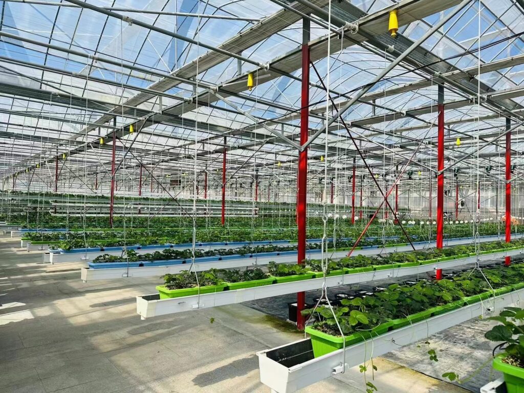 Hot-Dip Galvanized Structure Multi-span Plastic Film Greenhouse For Planting Blueberry